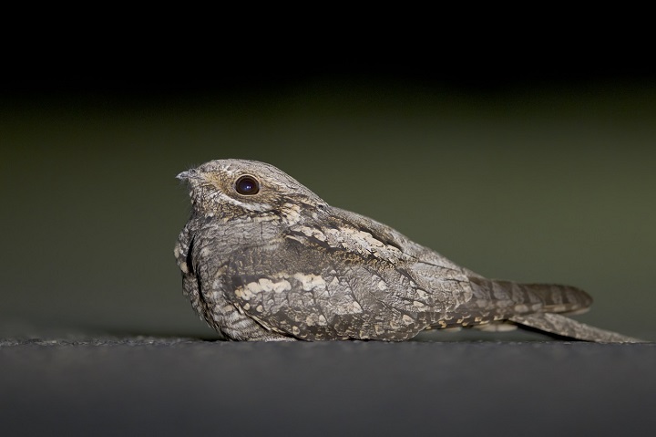 Engoulevent et compagnie